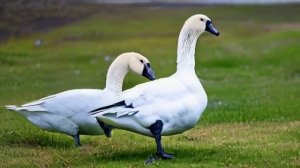 Гуси-Лебеди