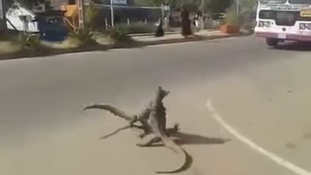 вараны борятся на дороге смотреть онлайн