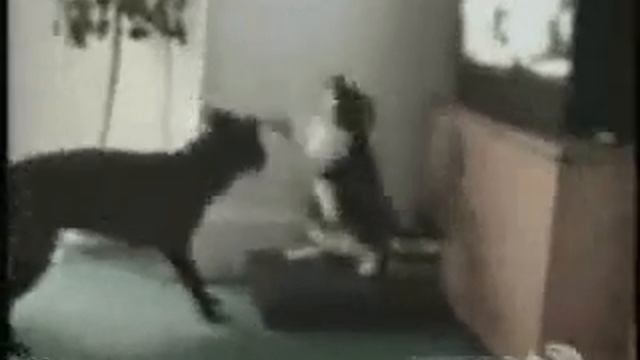 Кот против собаки видео смотреть онлайн