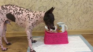 Американский Голый Терьер, АГТ Толик