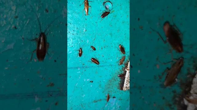 Дезинсекция от тараканов в квартире смотреть онлайн