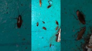 Дезинсекция от тараканов в квартире