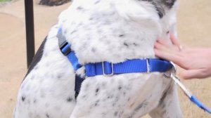 PetSafe Easy Walk Harness