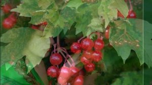 Зухра Сахабиева "Балан"