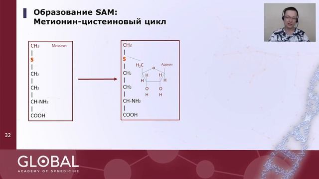 Роль гомоцистеина в метилировании — одном из базовых метаболических процессов