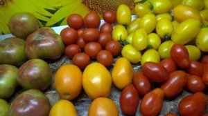 Томат Ренегат - очень страшные помидоры! Но вкусные! Настоящая экзотика! Обзор сорта. №1054.