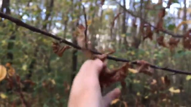 ASMR-в лесу смотреть онлайн