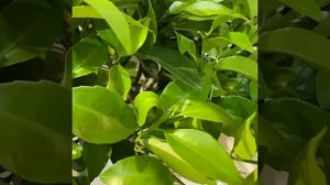 Мандарин, тангор "Кинг", "Королевский" / C. RETICULATA, tangor "KING"