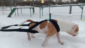 reyshop.ru вейтпуллинг