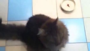 Дрессированный кот Мейн-кун Финик выучил команду "Сидеть"