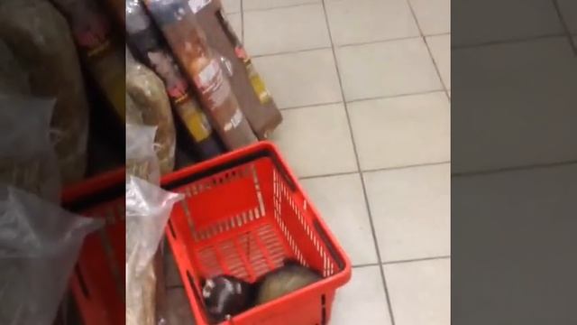 К слову о зооагрессии амстаффа.Питомник Ценный Приз.