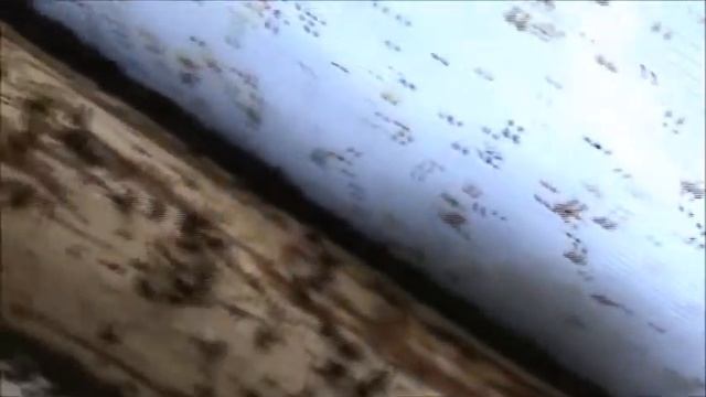 Облет пчел в теплице Замечания смотреть онлайн