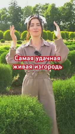 Самая БЫСТРАЯ и НЕПРИХОТЛИВАЯ живая изгородь (и вот почему)