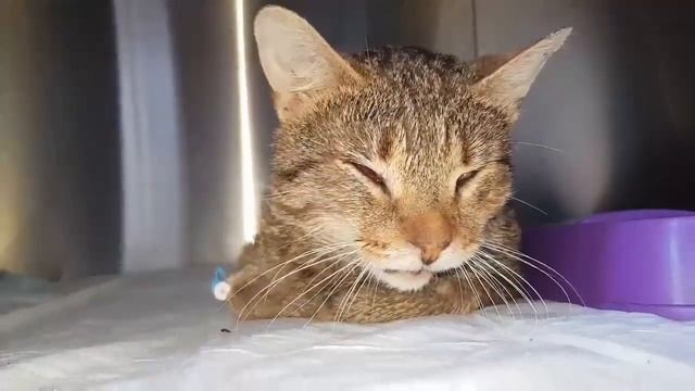 Бублик, Кот, которого спасал весь город и вся Россия, 3 года спустя