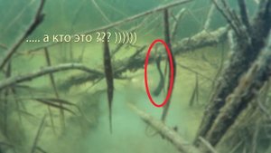 Ондатра под водой . Подводная съёмка .