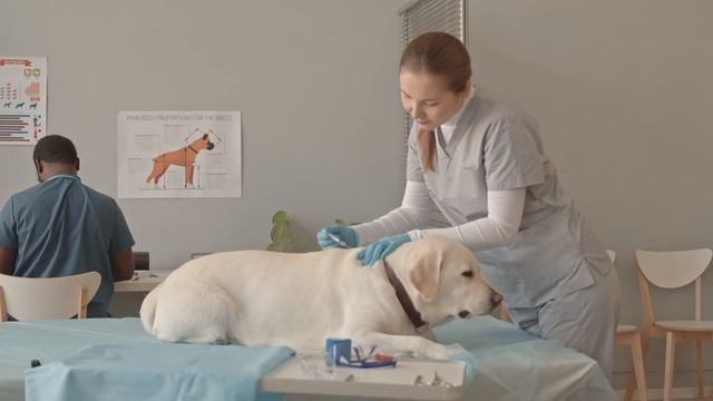 Хозяин выбросил собаку вместе с мусором, но дальше произошло Невероятное! смотреть онлайн