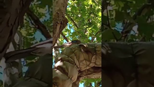 Птицы Крыма  Сойка Симферополя