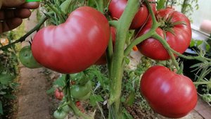 Томат От Батюшки Макария