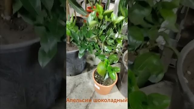 Шоколадный апельсин (Navel Chocolate) |  Цитрус Микс Москва #цитрусовые #plants #комнатныерастения