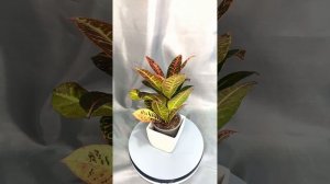 Кротон/кодиум #комнатныерастения