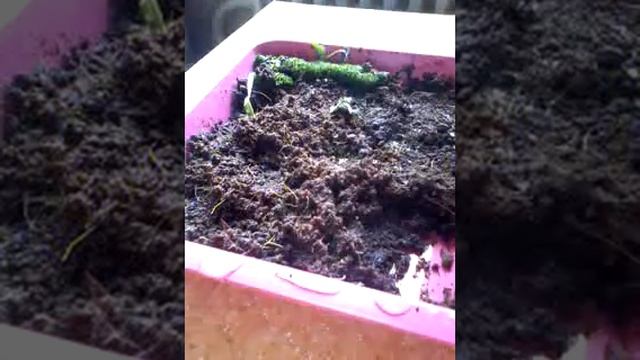 Улитка Ахатина. Уборка террариума. |Alis Red| смотреть онлайн