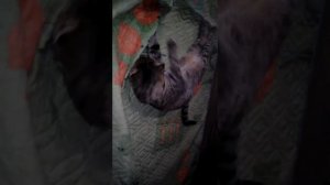 Реакция кота на валерьянку.