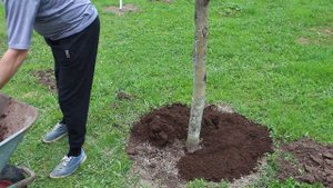 Подкормка плодовых деревьев и содержание приствольного круга.