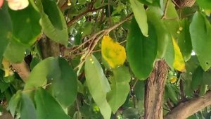 Сейшелы,отель La Residence 3*, апартаменты, вид из студии,территория