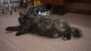 Кошка зовёт кота в брачный период