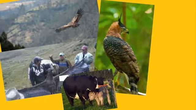 Estadísticas conflicto gente fauna Ecuador