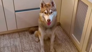 ах янтарные глазки