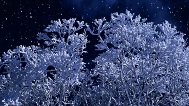 Зимняя ночь. Кусты зимой.  Зимний футаж. Красивый футаж для видео. Фоновый футаж. Видеофон.