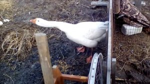 Злой гусь Кузя