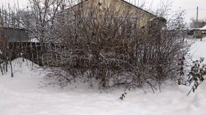 Момент охоты хищной птицы на воробья