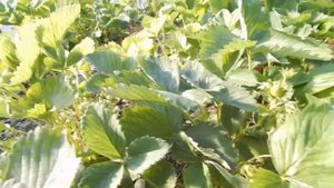 Клубника в балаганах начинает спеть, небольшой обзор сорта Ада