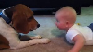 собаки учат ползать ребенка