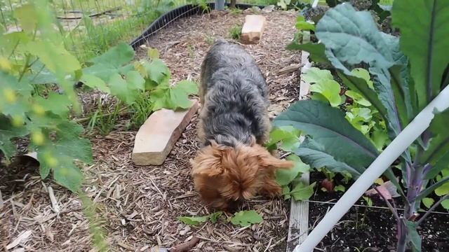 Massive Spring Garden Harvest 2022, Backyard Organic Gardening