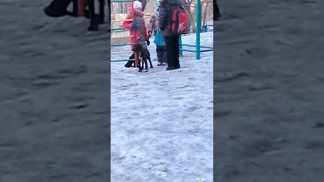 Живодёрки
