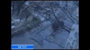 Ветер северный, умеренный до сильного  Голубые гитары