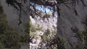 охота на улар дикая птица