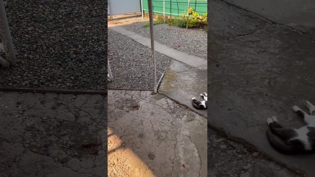 На расслабоне #начиле #расслабление #коты #шортс #shorts
