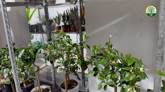 Обзор цитрусовых, экзотических и комнатных растений в Москве | #комнатныерастения #обзоррастений