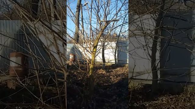 Собака лазит по деревьям не хуже кота. смотреть онлайн