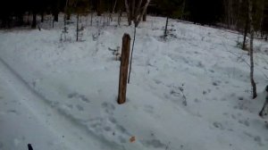 Зимняя охота на козу в сибири 2016