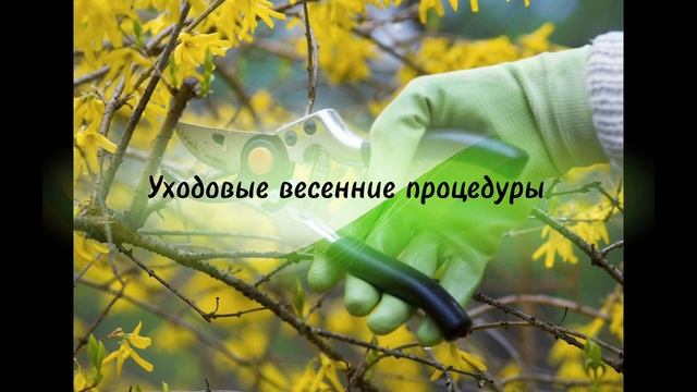Озеленение. Сахалин. Питомник растений Натали.