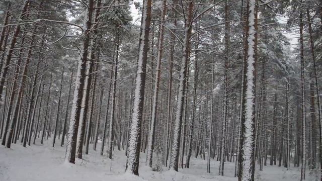 Тарногский Бор смотреть онлайн