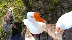 Гуси-гуси, га-га-га