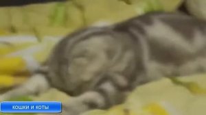 Песня Кошки И Коты Даша Судакова