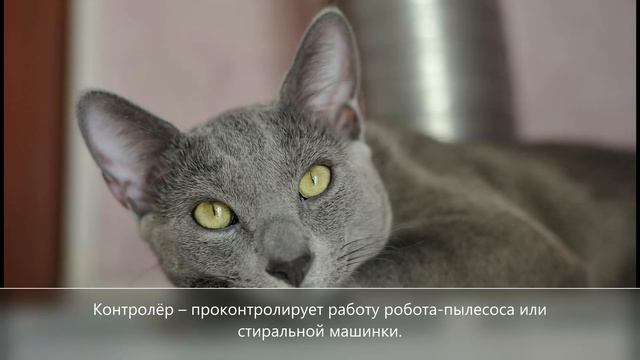 Пушистые профессионалы: 17 "профессий" котиков, которые им можно присвоить. Позитив прилагается смотреть онлайн