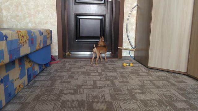 Тайная жизнь домашних животныхМЕНЯ НЕТ ДОМА